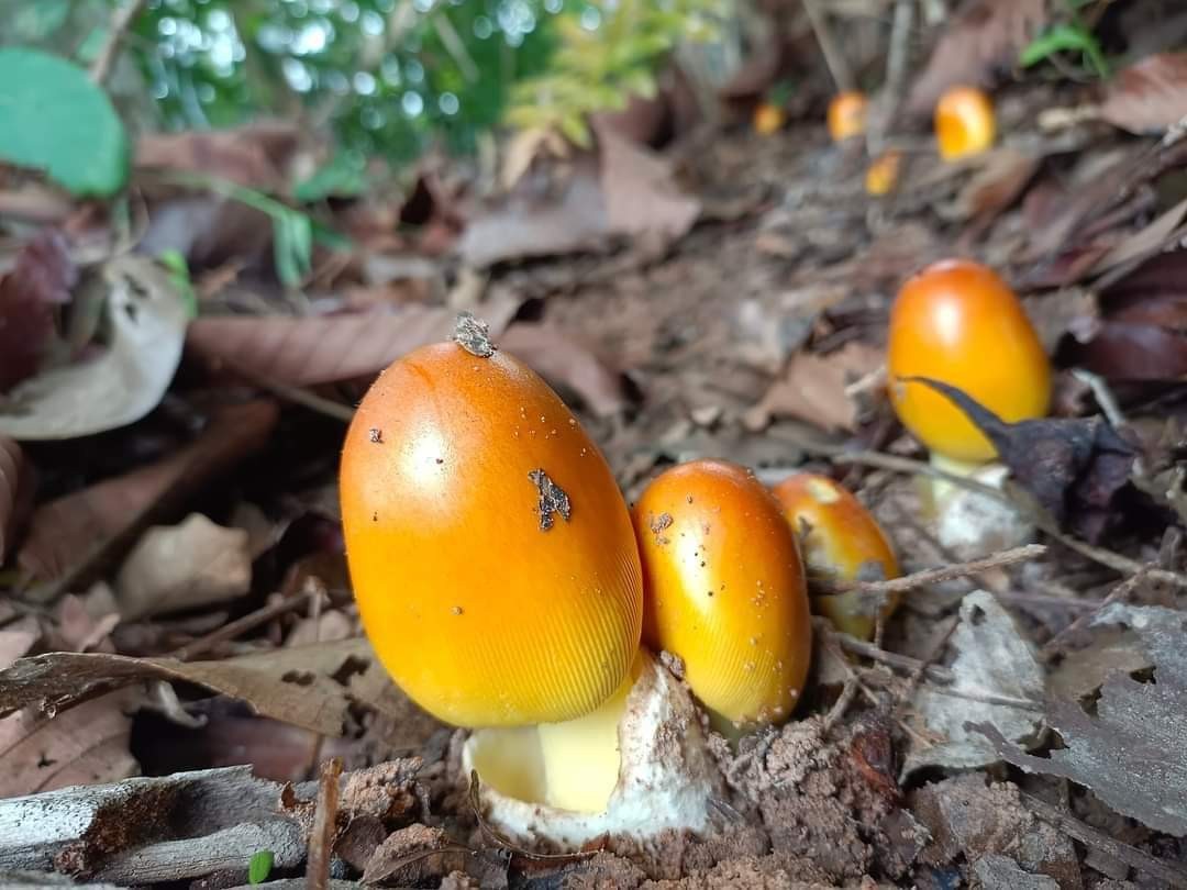 กล้ายางนา