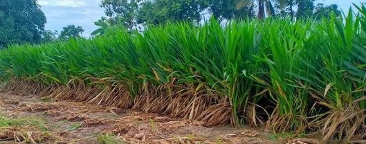 ท่อนพันธุ์หญ้าหวาน เพื่อ เลี้ยงตั๊กแตน วัว ควาย ฯลฯ