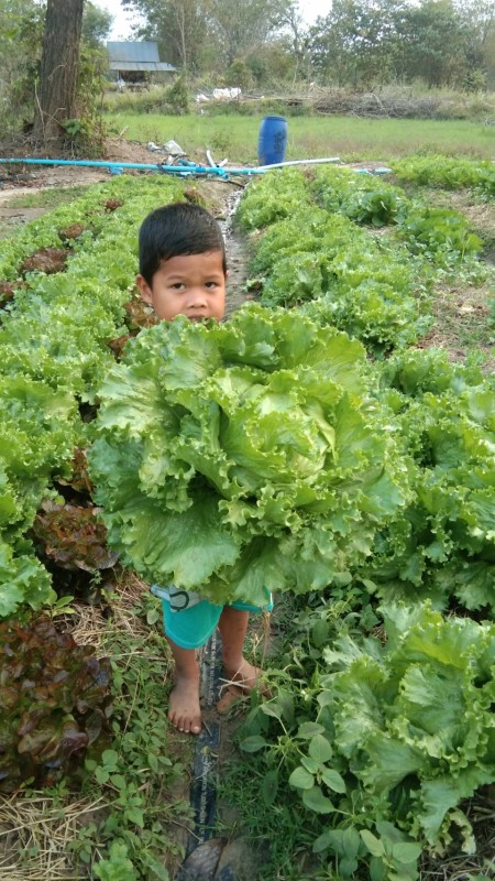 น้องนิลออร์แกร์นิคฟาร์ม