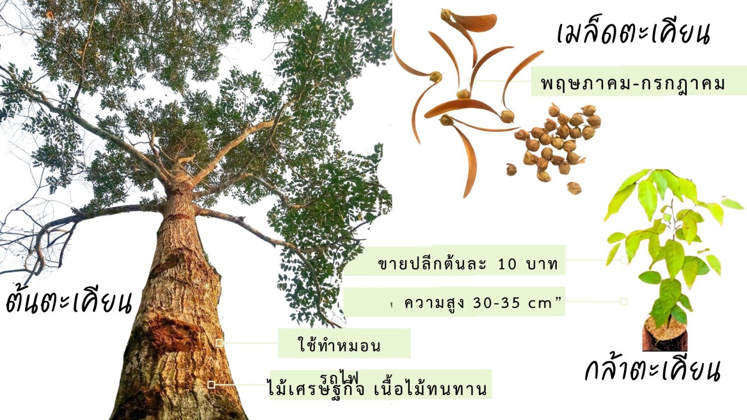 กล้าตะเคียน