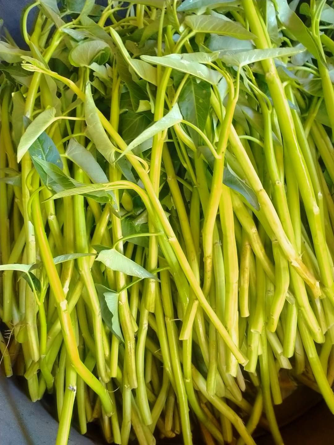 ผักบุ้งแก้ว