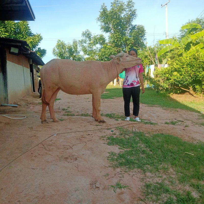 แสนดีสุขบรรเทิง