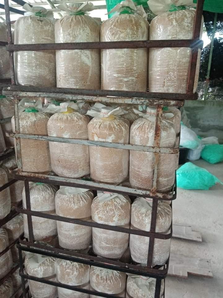 ก้อนเห็ด