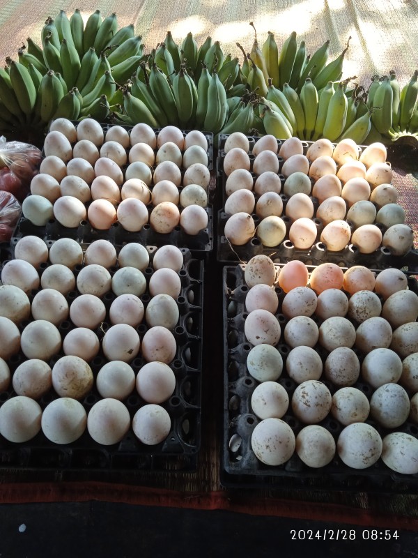 ไข่เป็ด