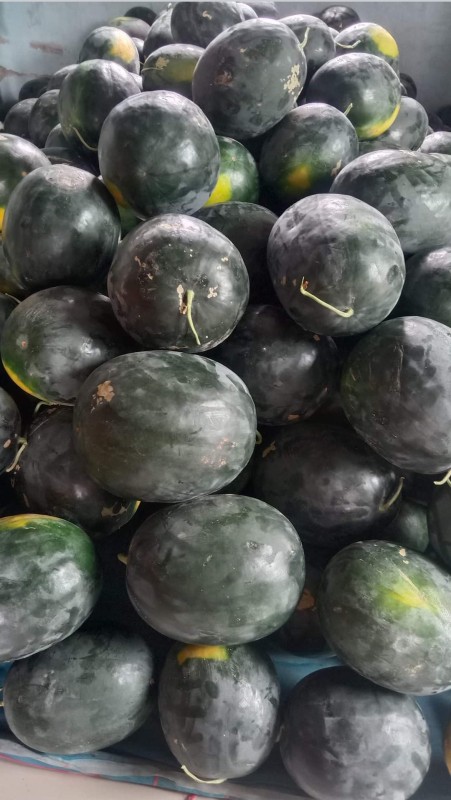 ผลไมัเทือกเขาพนมดงรัก