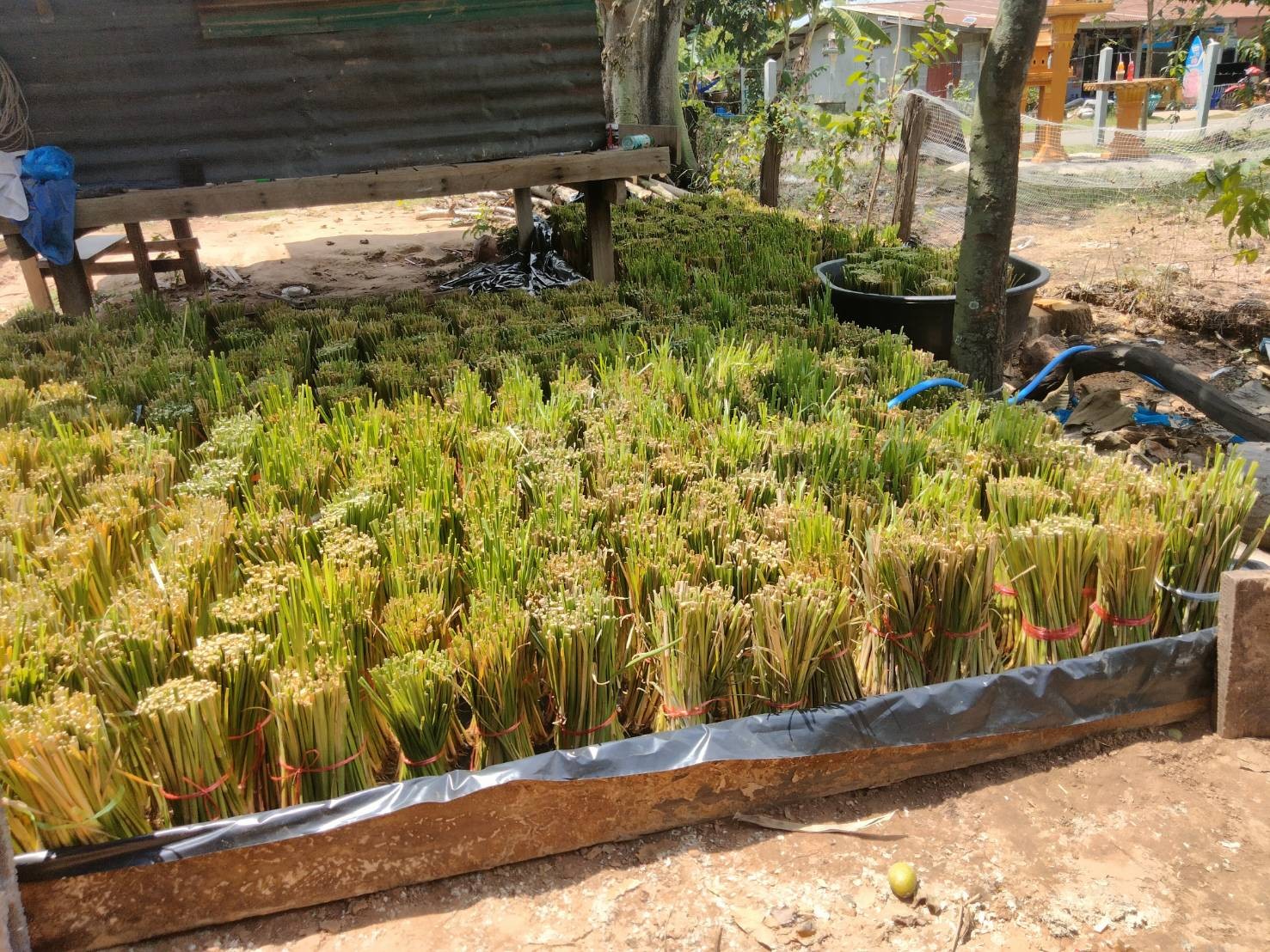 กล้าหญ้าแฝก