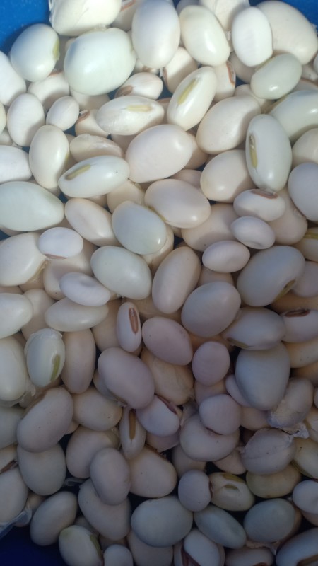 ถั่วพร้า