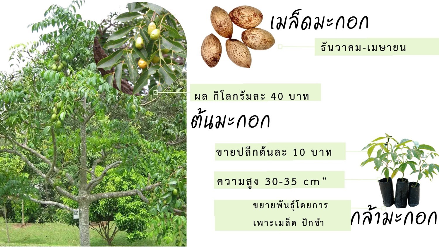 กล้ามะกอก