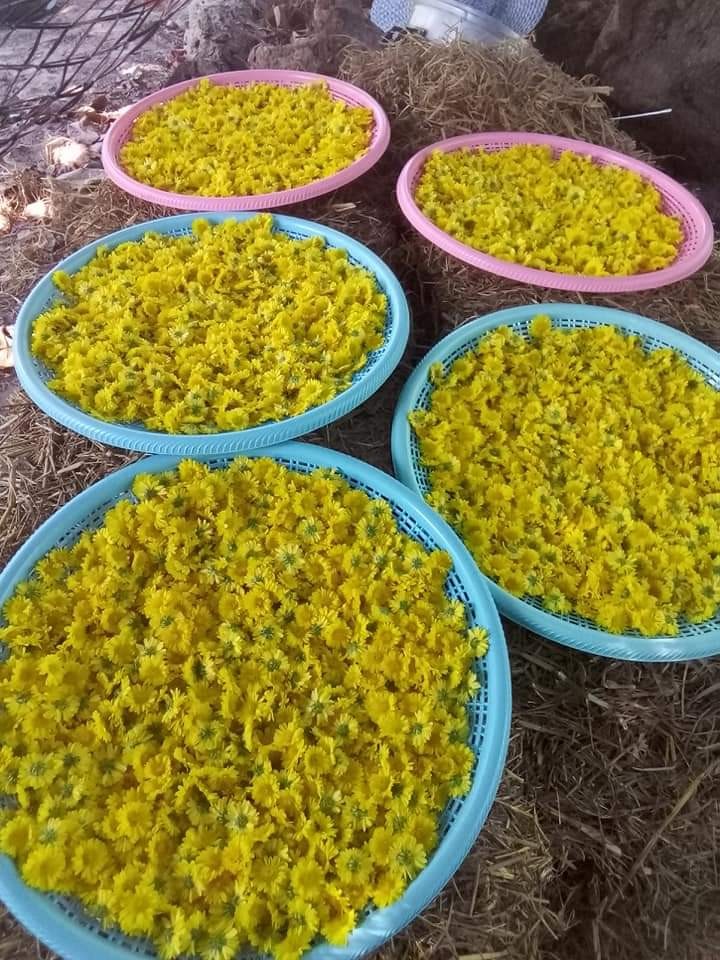 ดอกเก๊กฮวยสด