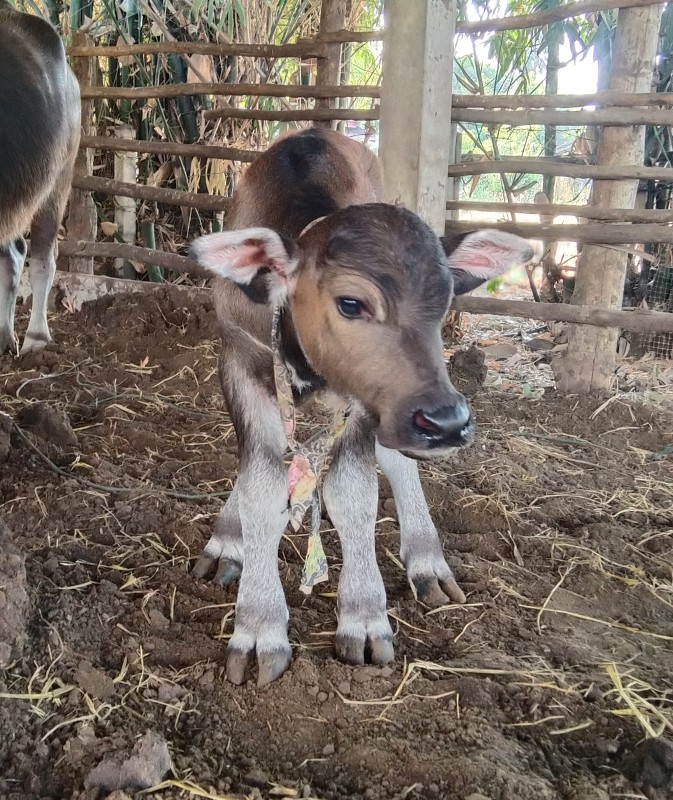 กระบือสาว