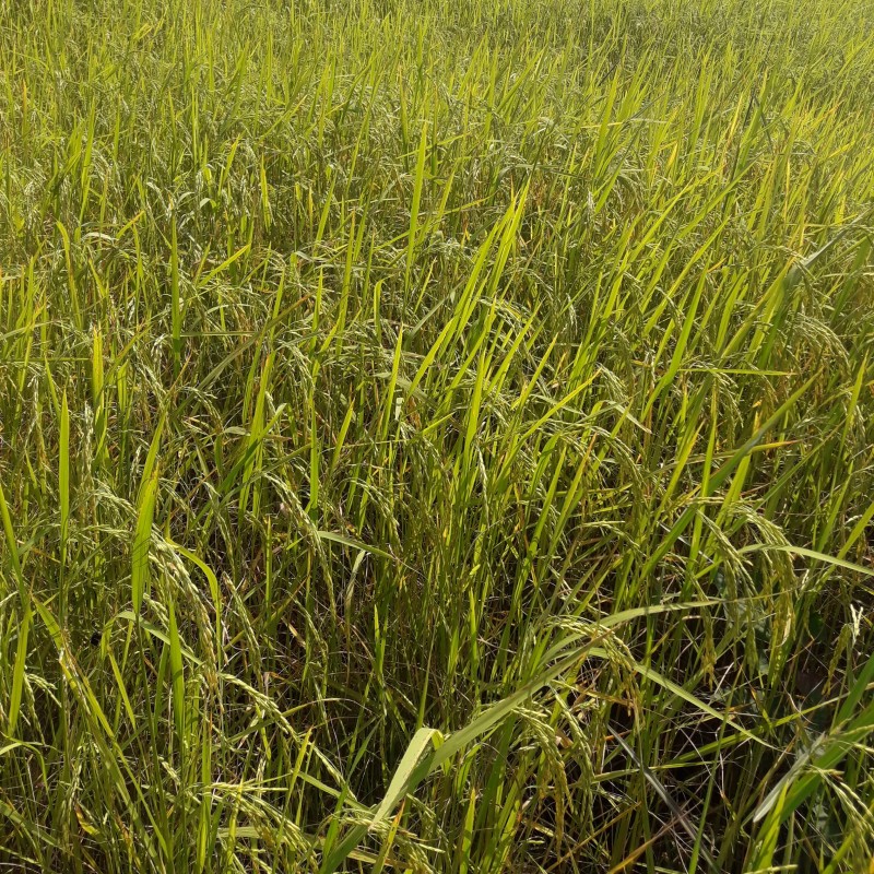 สุบรรณ์ข้าวหอมมะลิ