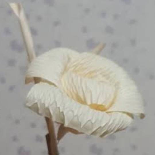 ดอกไม้จันทร์