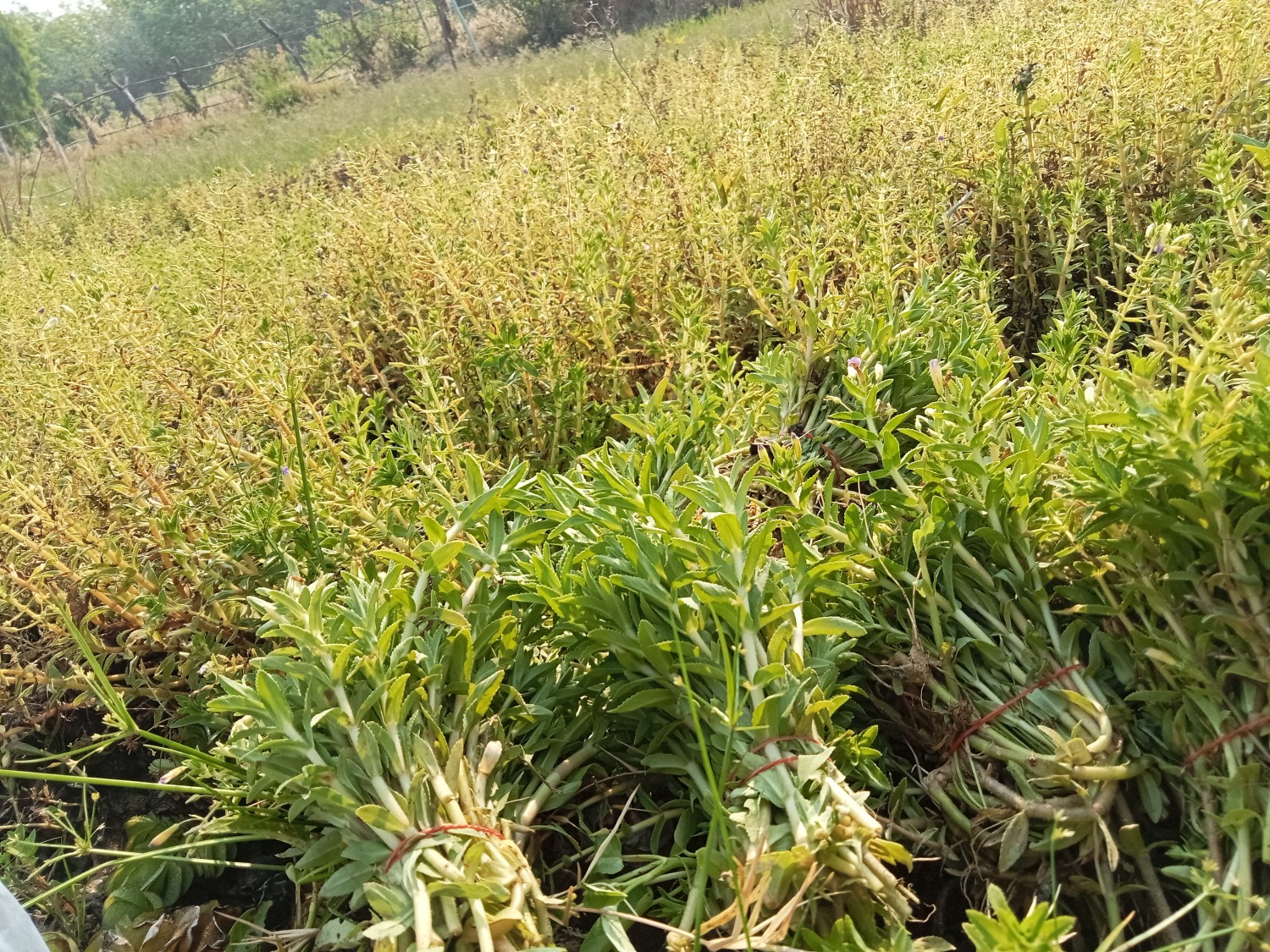 พันธุ์ผักอีออมพื้นบ้าน