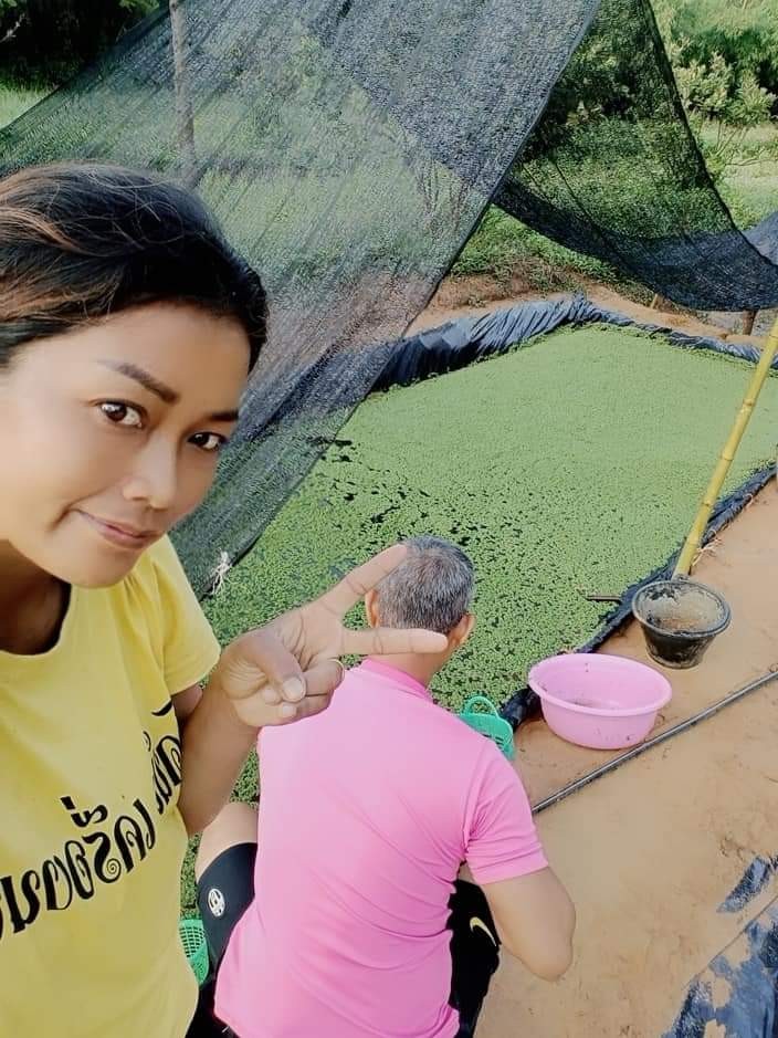 แหนแดงไมโครวิลล่า