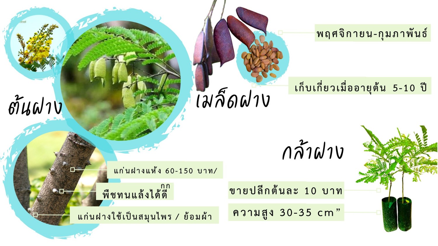 กล้าฝางแดง