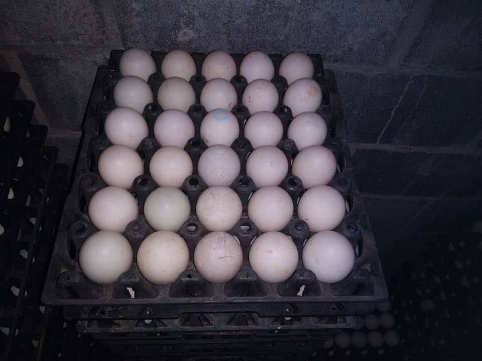 ไข่เป็ด เบอร์ 0