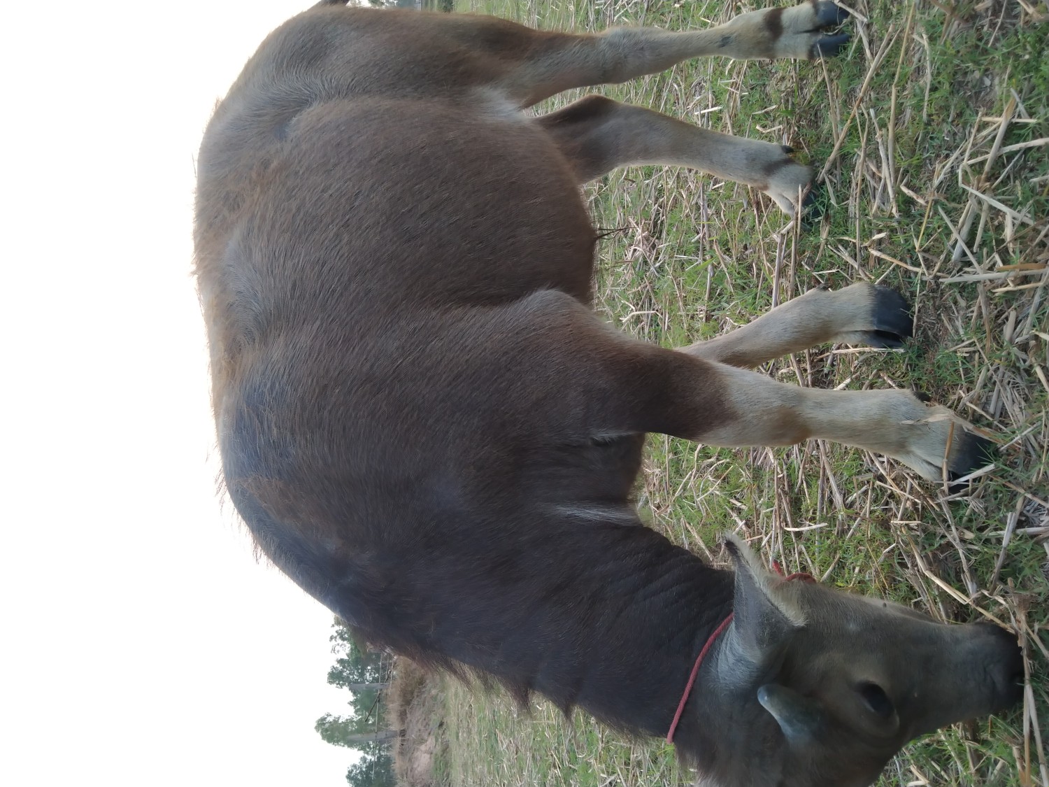 ควายสาว