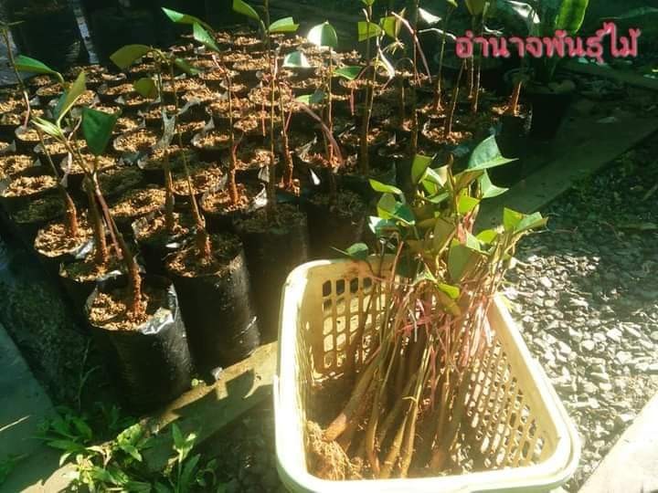 ต้นพันธุ์ทุเรียน