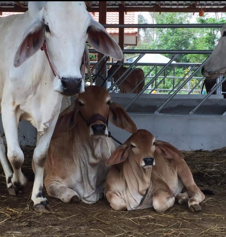 กานพลูฟาร์ม