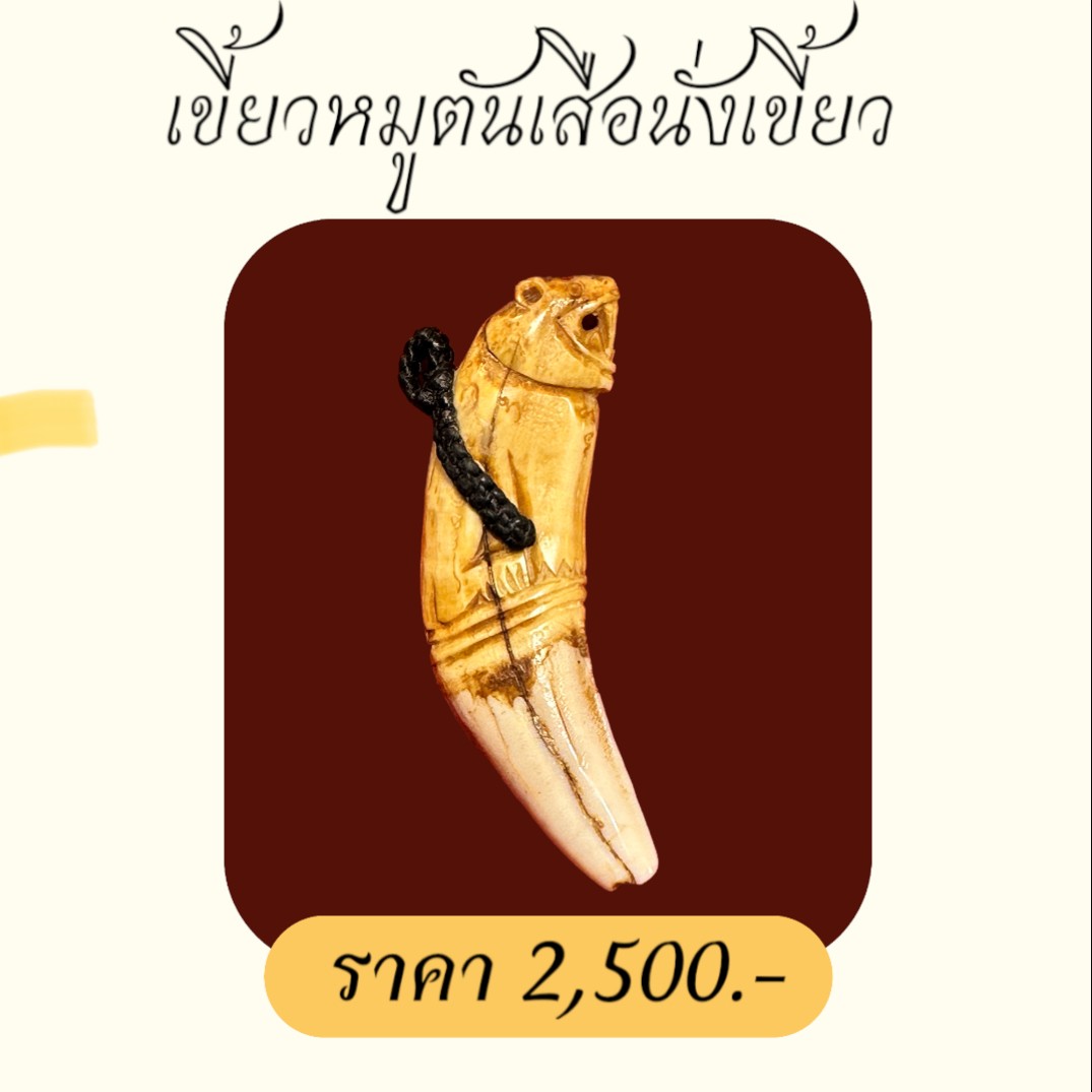 เขี้ยวหมูตันเสือนั่งเขี้ยว