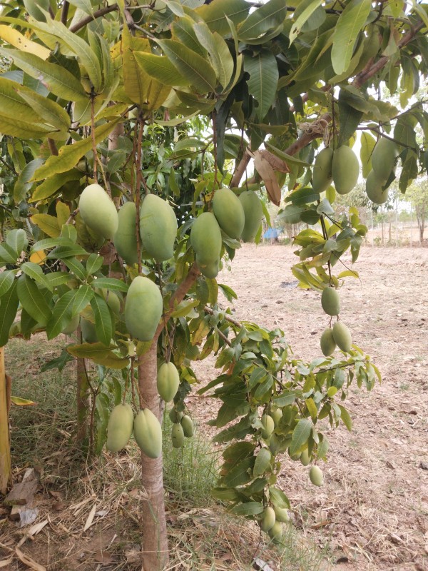 โคกหนองนา14