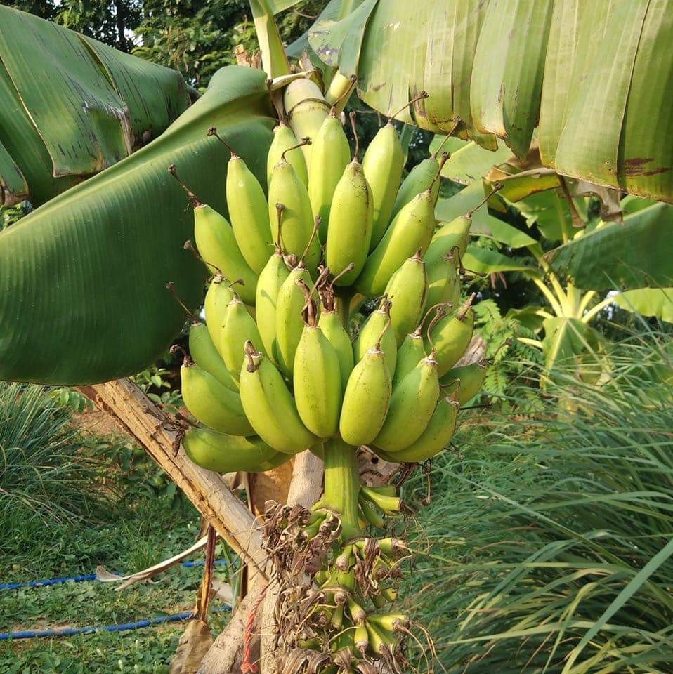 สวนเกษตรผสมผสานเจ้นก