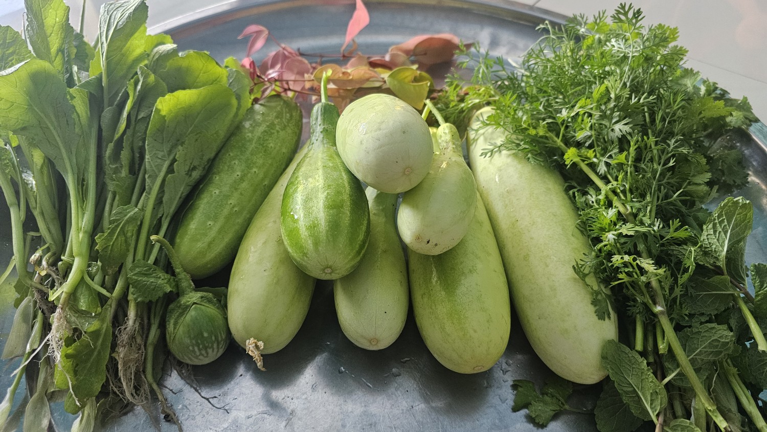 เมล็ดแตงกวาพื้นบ้าน