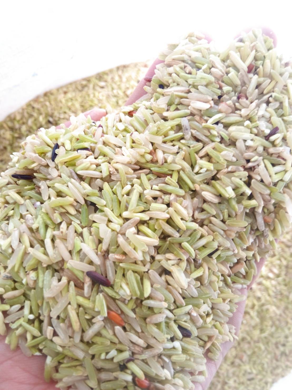 ข้าวกล้องน้ำนมสีเขียวมรกต สวยใหม่ ล่าสุด ปี67/68 ถุง 5 ก.ก.