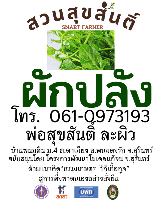 เมล็ดพันธุ์ผักปลัง