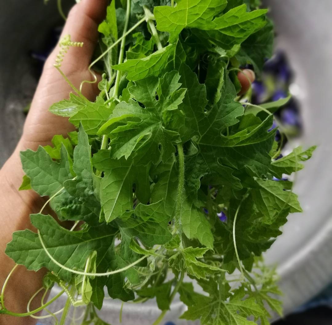 ยอดมะระขี้นก