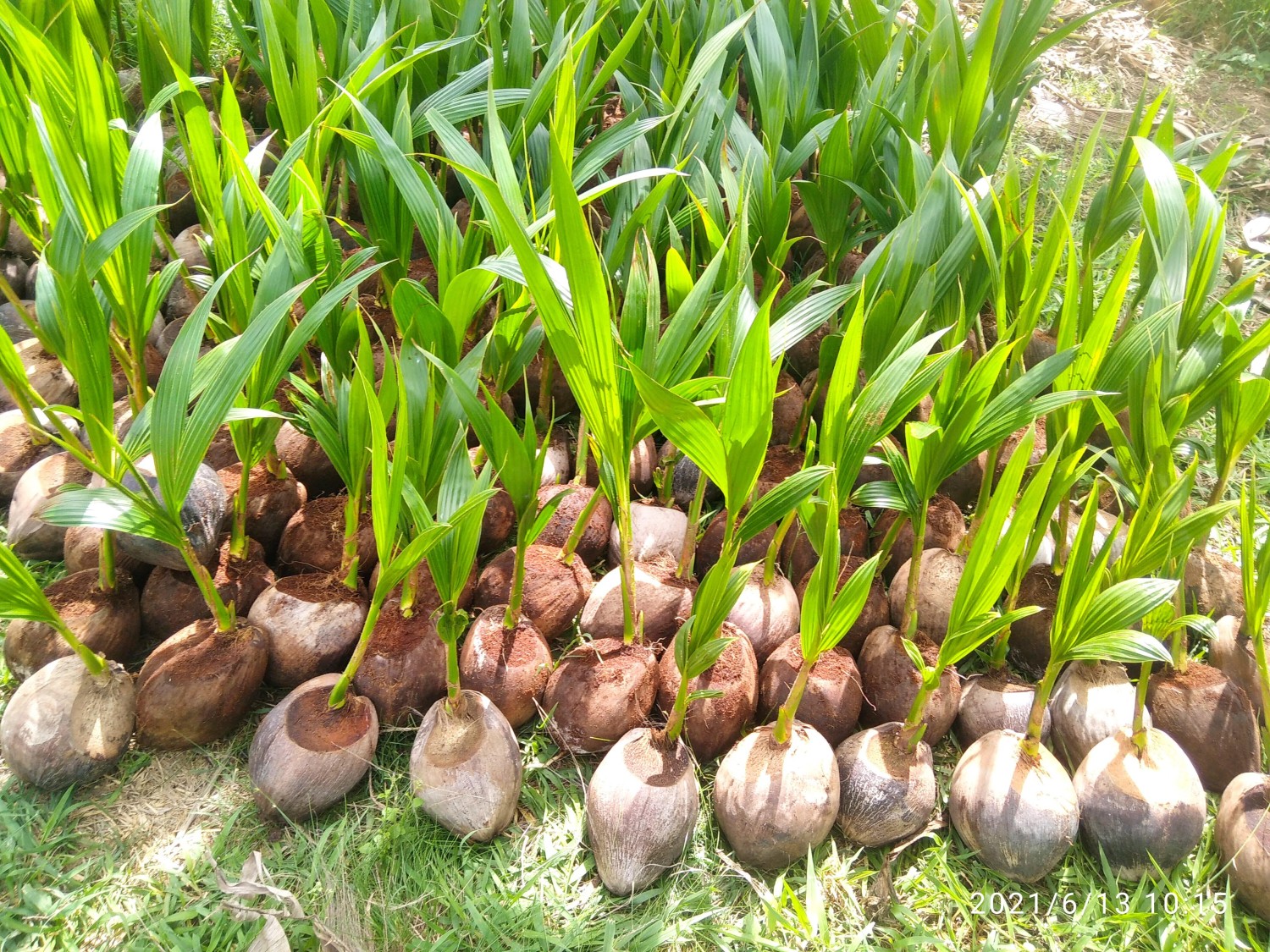 มะพร้าวน้ำหอม