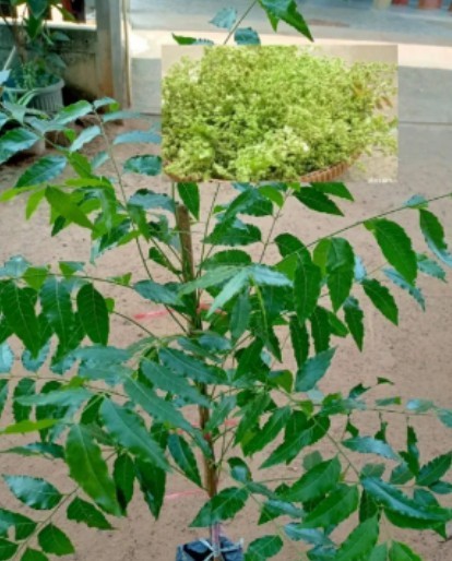 ต้นสะเดาทะวาย