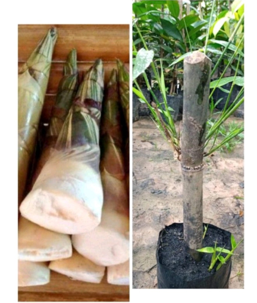 พันธุ์ไผ่หวานเพชรน้ำผึ้งเบอร์3