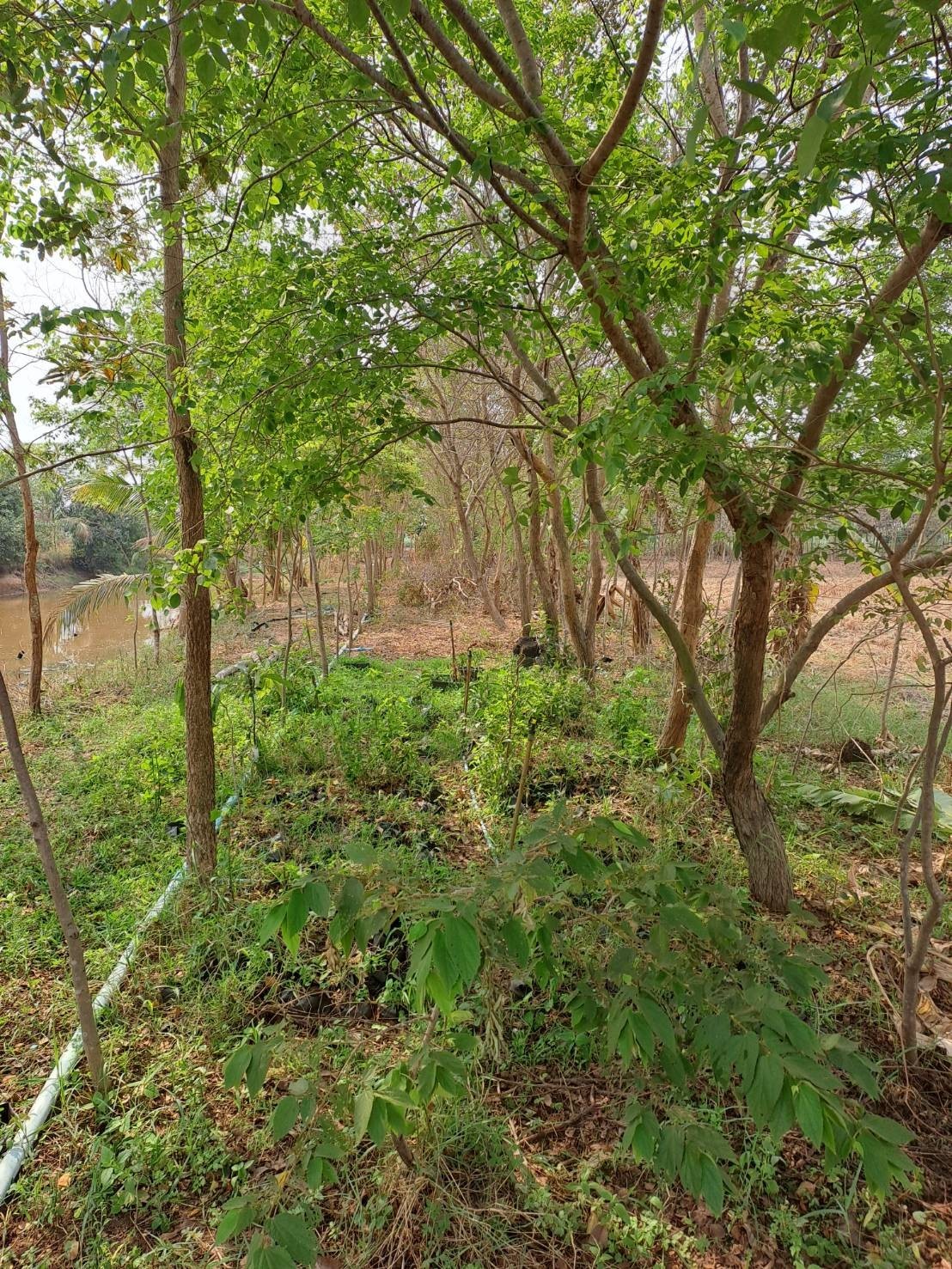 ไม้ขุดล้อม