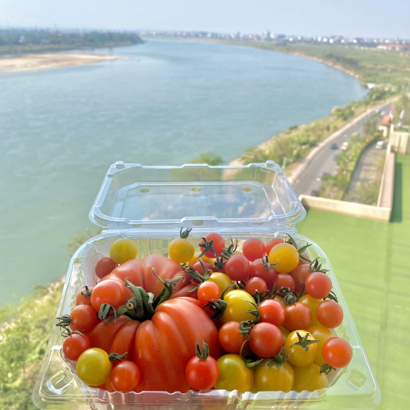 มะเขือเทศรวม