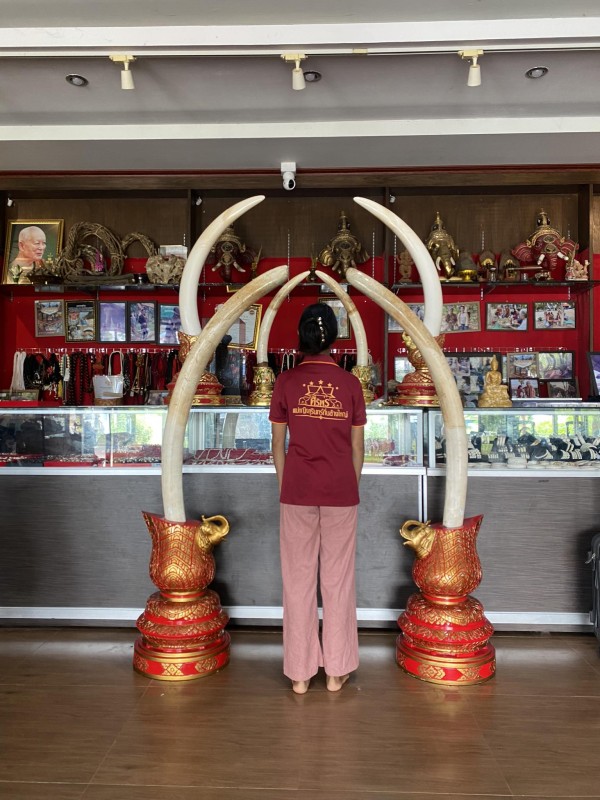 งาคู่ ความสูง 1.38 เมตร พร้อมฐานและใบครอบครองถูกต้องตามกฎหมาย