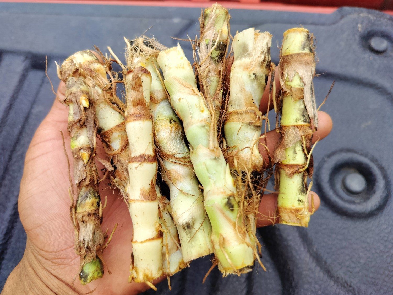 ท่อนพันธุ์หญ้าหวานอิสราเอล