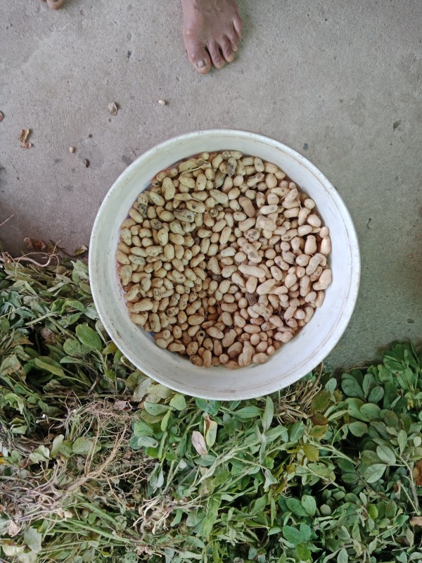 ถั่วลิสง