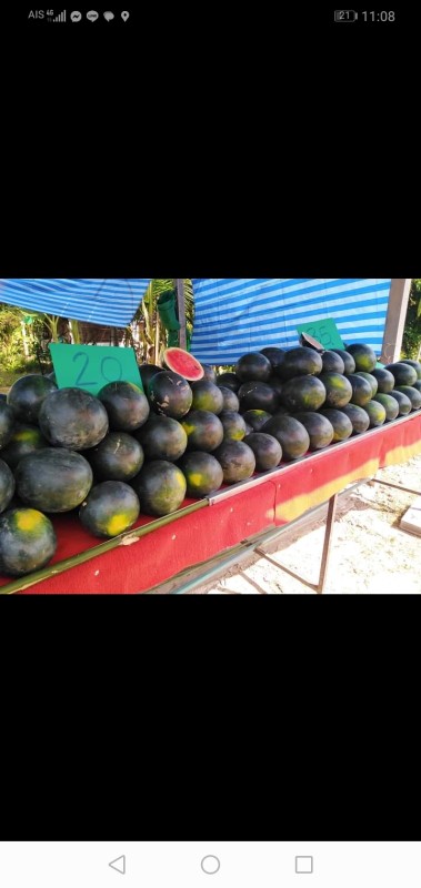 แตงโมน้องอันวา