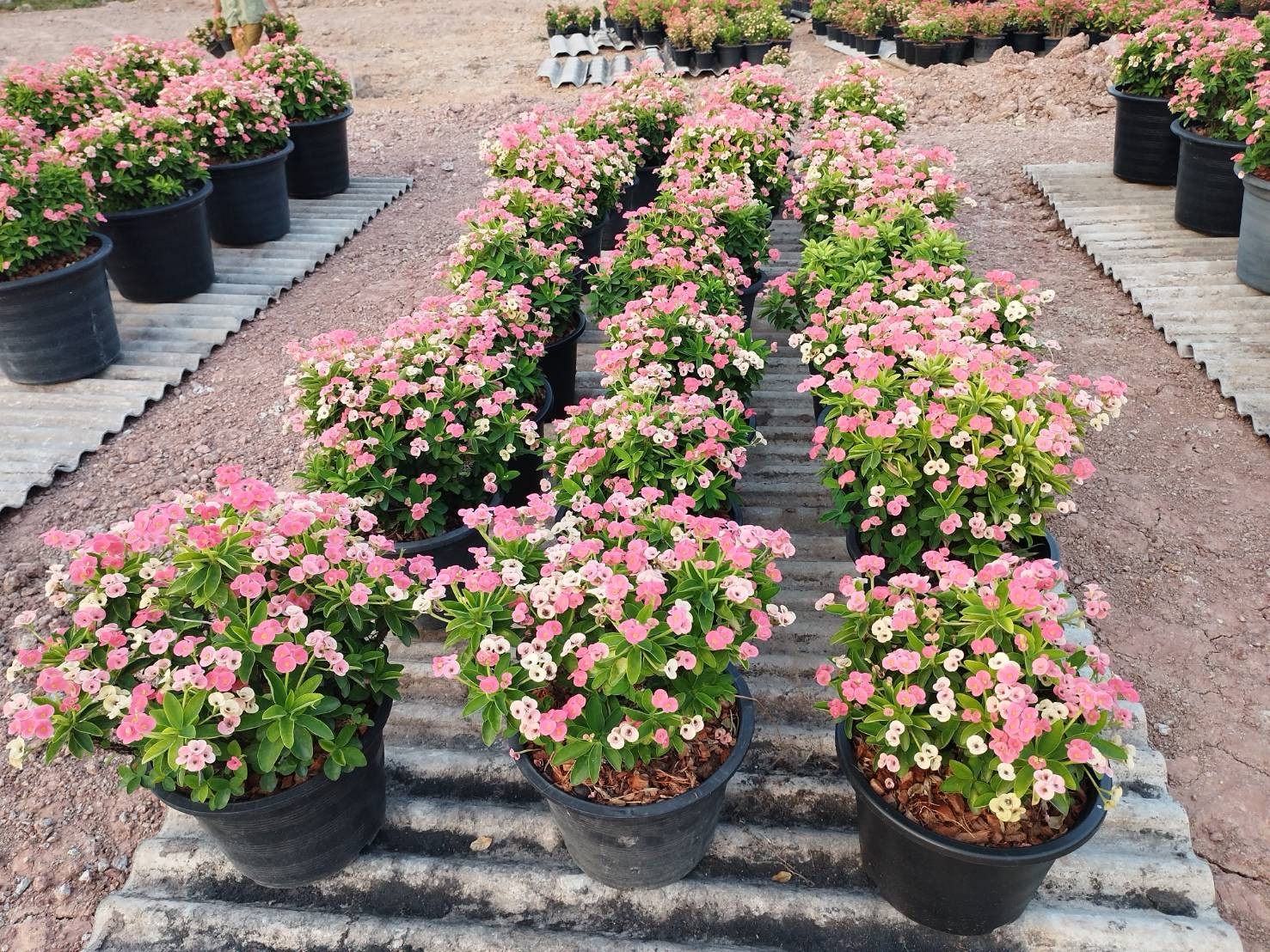 โป้ยเซียน