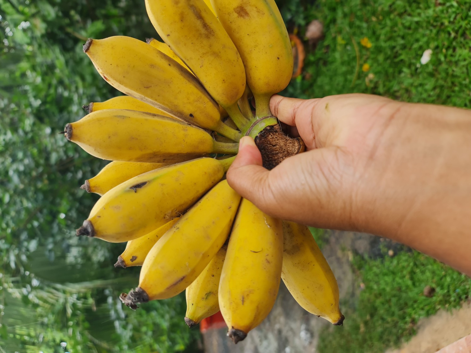 กล้วยน้ำหว้า