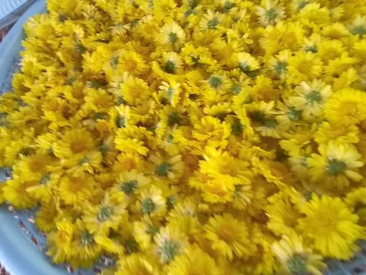 สวนเก๊กฮวยส่วยนานวน