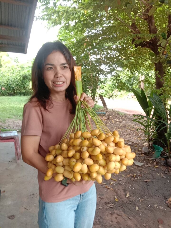 บาฮีเหลือง