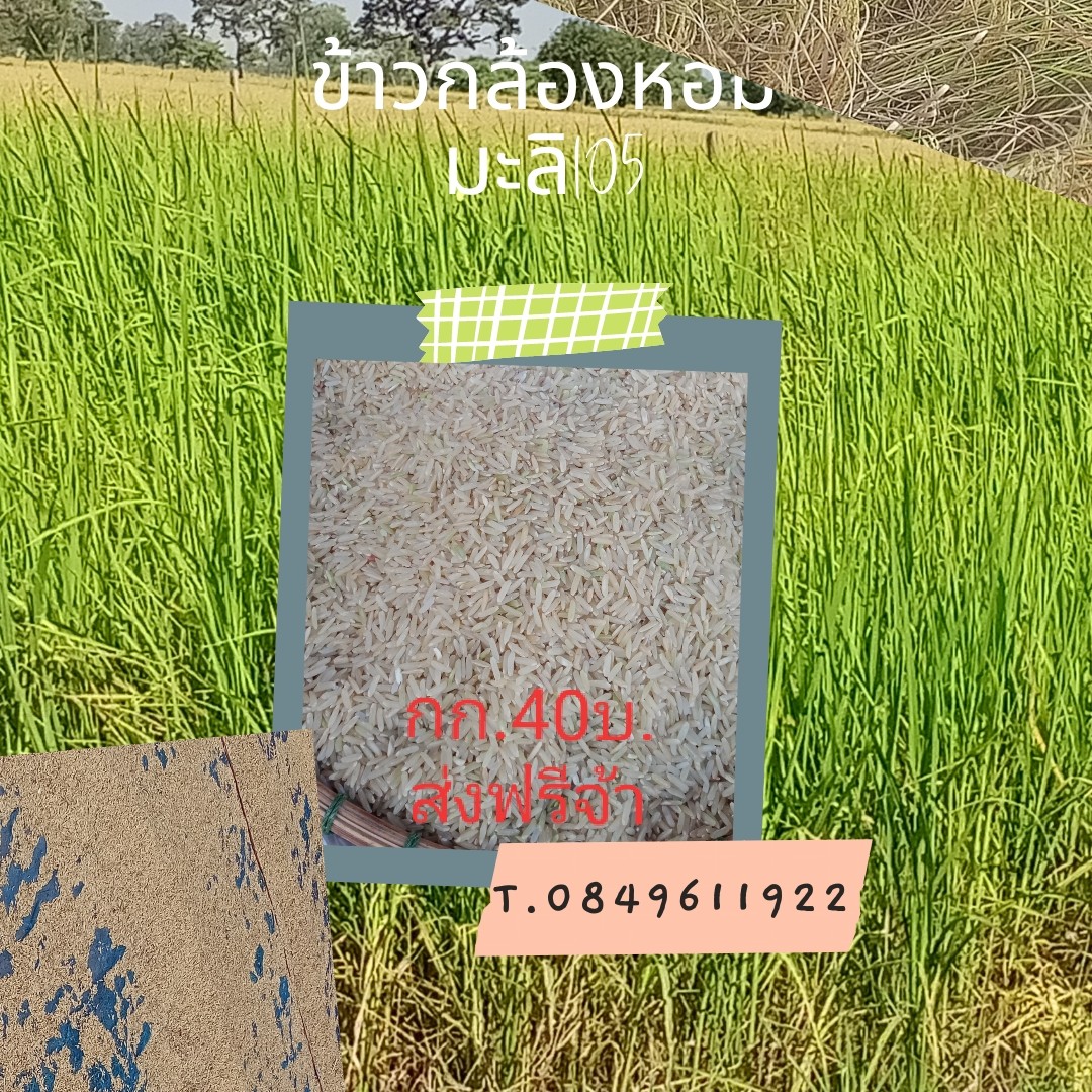 ข้าวหอมมะลื105/ข้าวซ้อมมือ