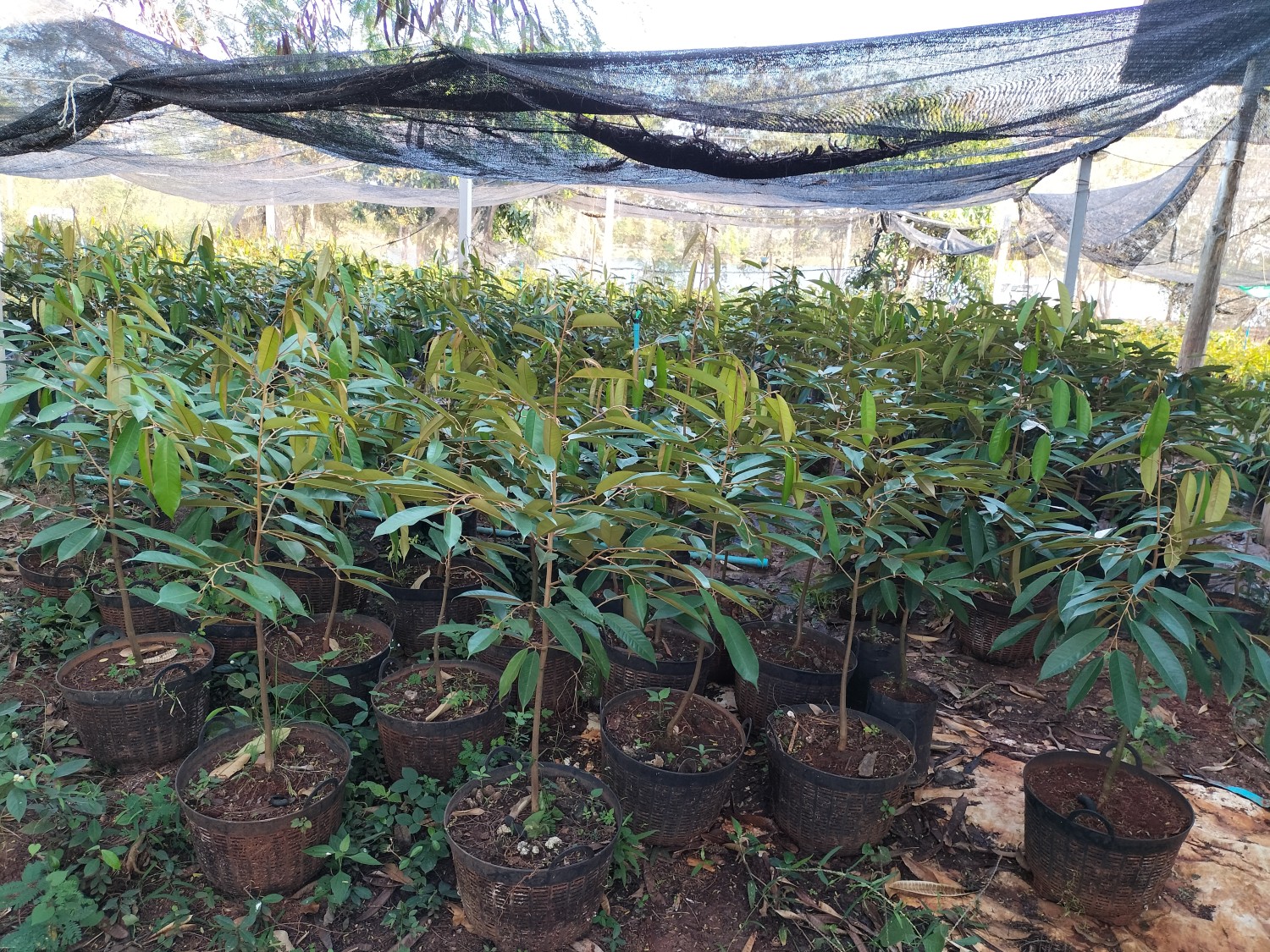 ขายต้นทุเรียนหมอนทอง