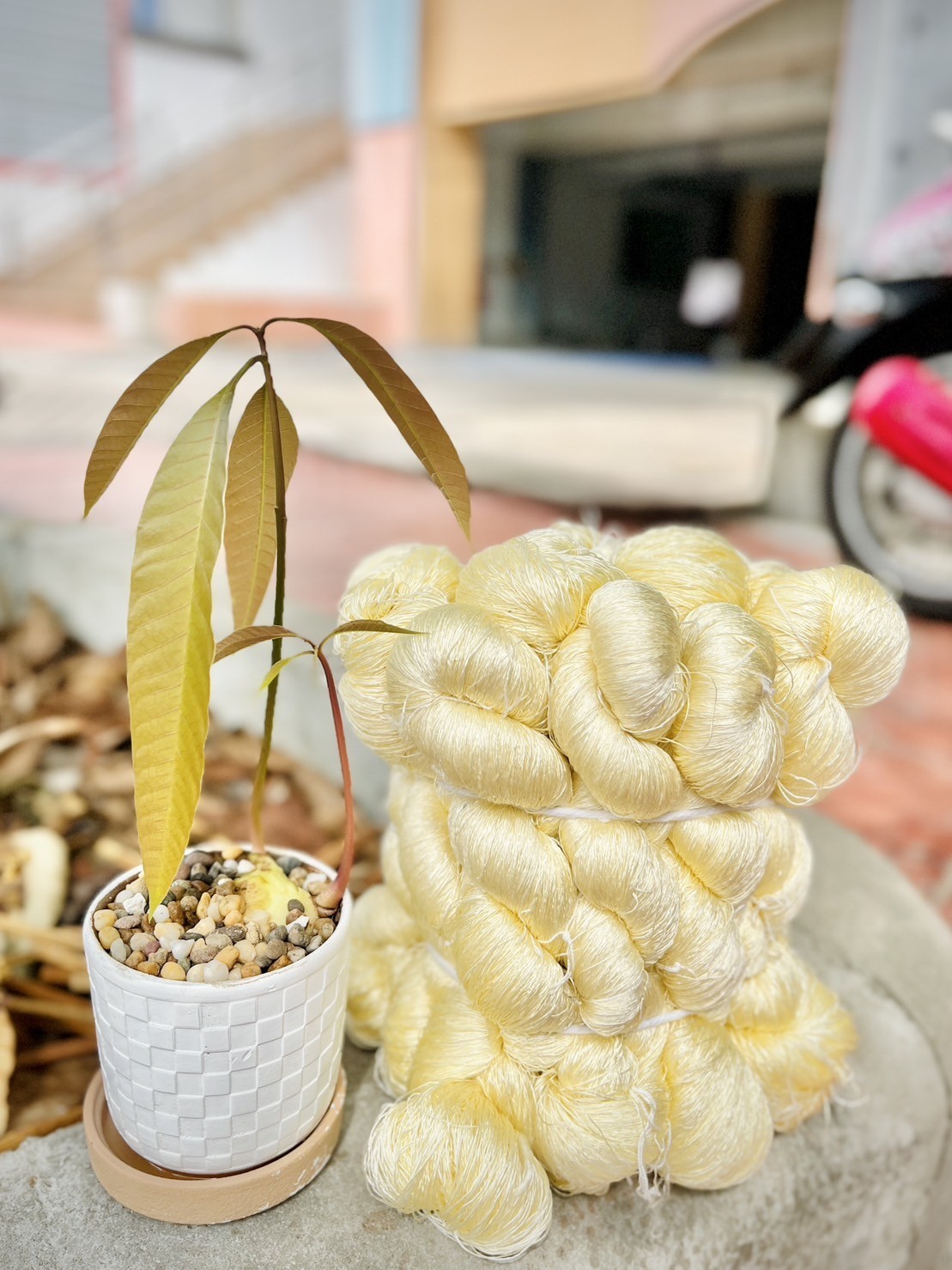 ไหมบ้านสาวมือตีเกลียว+ฟอก