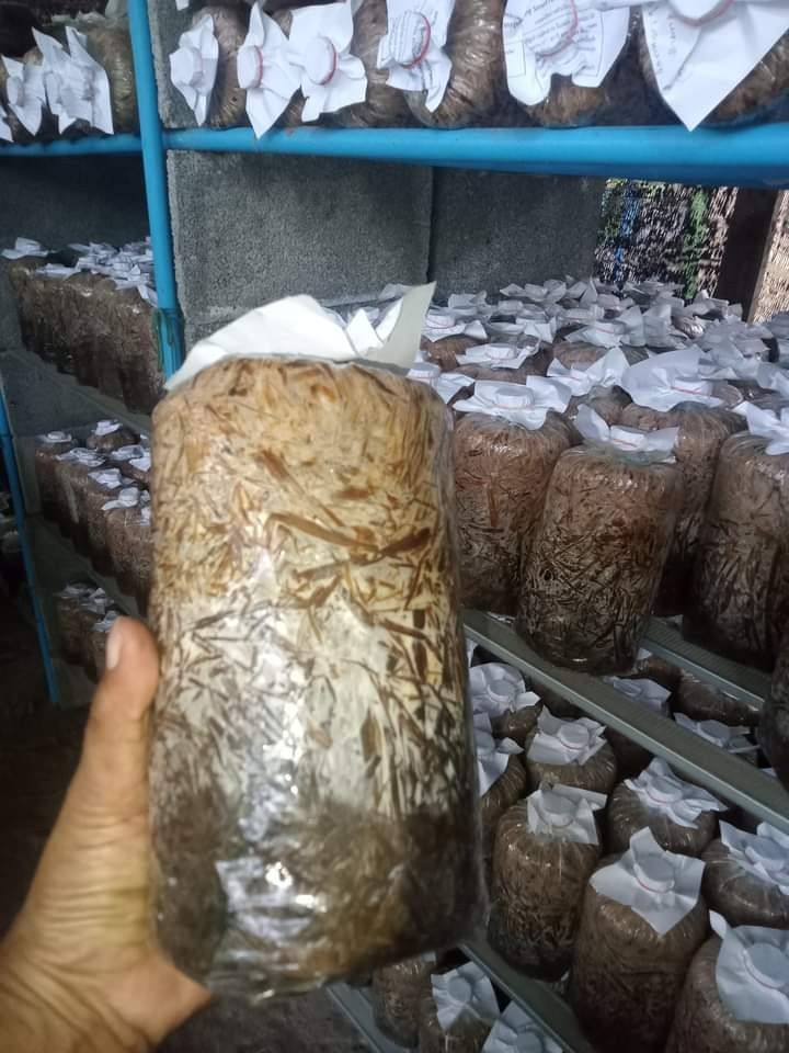 ก้อนเชื้อเห็ด