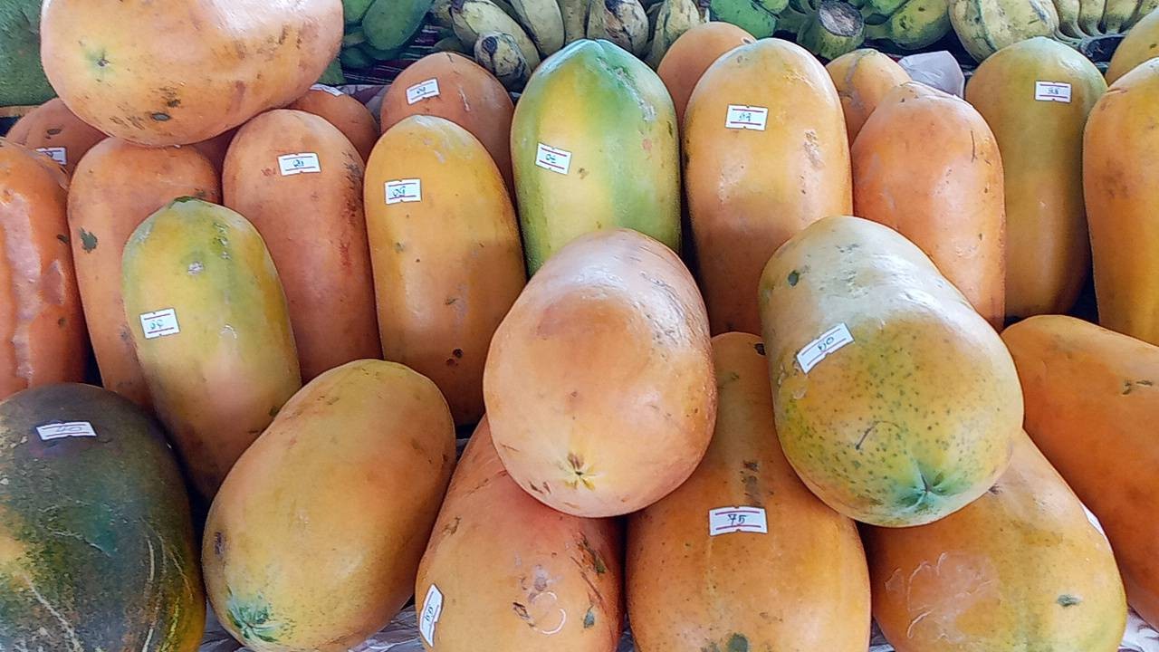 มะละกอฮอลเเลนด์