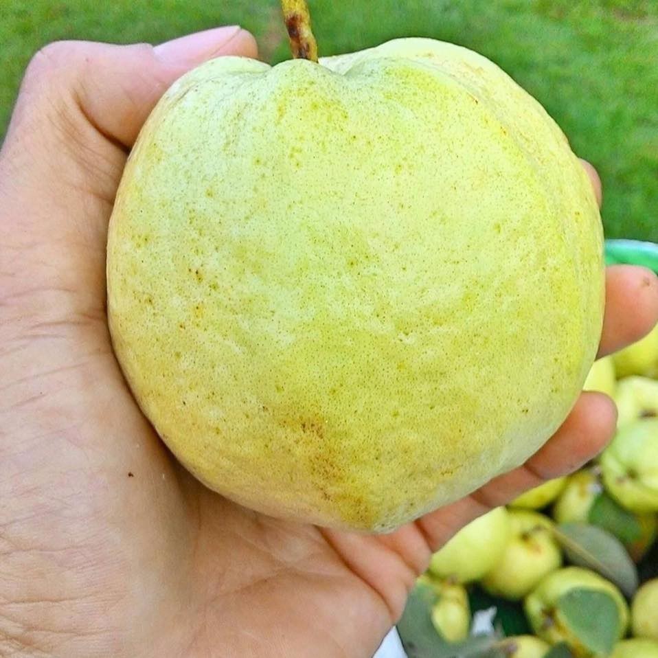 ต้นพันธุ์ฝรั่งกิมจู