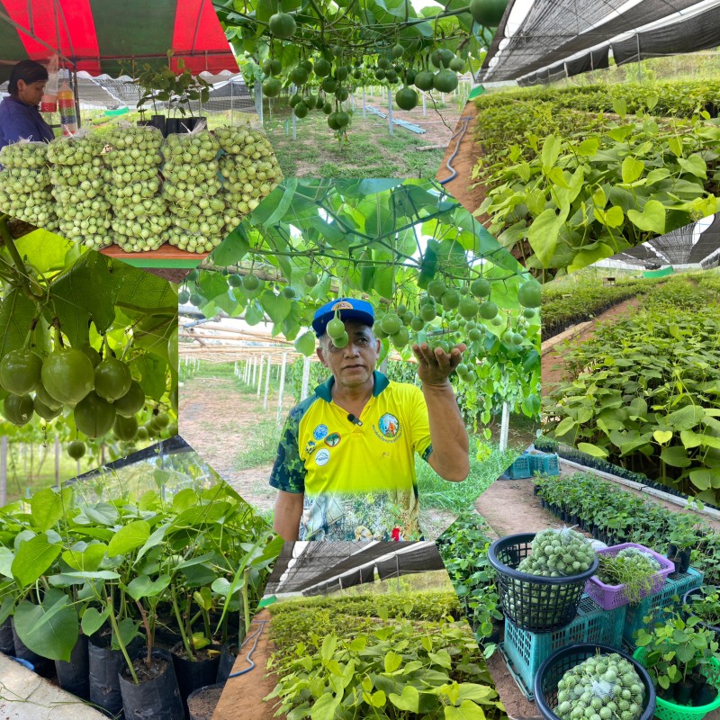 สวนผักสาบผู้ใหญ่วุฒิชัย